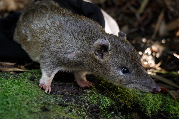 Conserving Threatened Species in the Otways