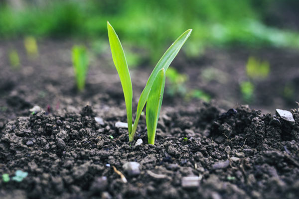 Visualising Australasia's Soils